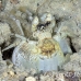 shrimp_mantis_unknown_sne_h_0188_yap0530.jpg